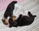 Beaglewelpen tricolor